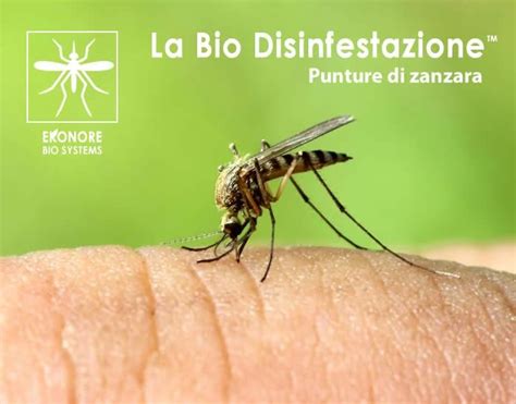 Le Punture Di Zanzara Rimedi E Prevenzione Ekonore