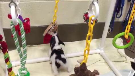 Asheville Humane Society Puppy Play Gym Youtube