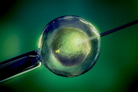 Recap Of New And Recent Ivf And Fertility Trends And Advancements