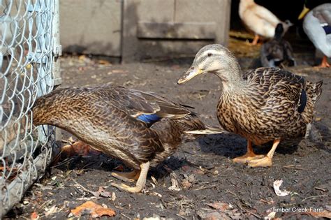 Free Range Ducks Pros and Cons | Laying chickens, Chickens backyard, Laying chickens breeds