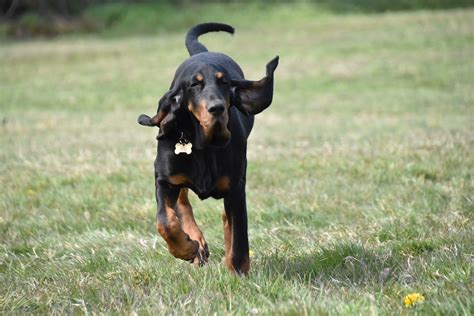 American English Coonhound Behavioural Training Tessleymoor