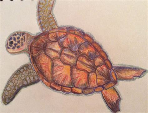 Turtle Drawing Easy With Colour Mervin Wilks