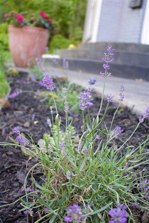 Die pflanzen brauchen bei richtigem standort nicht viel pflege. Richtige Lavendel Pflege: