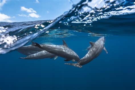Wallpaper Dolphin Sea Life Underwater Water Nature Animals