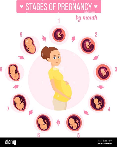 Infografía Del Trimestre Del Embarazo Etapas De Crecimiento Humano