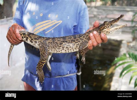 Man Holding A Small Crocodile Taken From His Home Aquarium Near Jibacoa