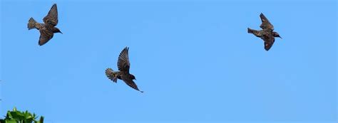 Starlings Fort Desoto Park St Petersburg Florida Usa David Conley Flickr