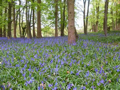 The Native Bluebell Britains Favourite Flower In Trouble