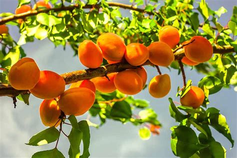 How To Grow And Care For Apricot Trees Gardeners Path