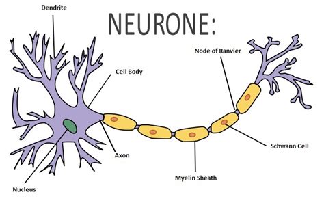 Draw A Well Labelled And A Neat Diagram Of Nerve Cell And Explain Nerve My XXX Hot Girl
