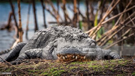 American Alligator Sitting On Shore High Res Stock Photo Getty Images