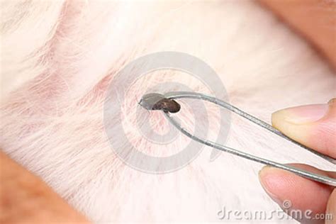 Big Ticks Of A Dog In Cleaning Stock Image Image Of Blow Leech