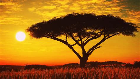 Serengeti Sunset 4k Hd Nature 4k Wallpapers Images