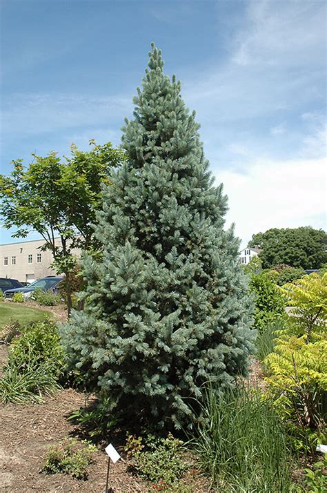 Columnar Blue Colorado Spruce Picea Pungens Fastigiata In Edmonton