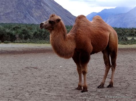 These sounds were recorded on an underwater. Ladakh : Nubra Valley — Makrand Travel Diary