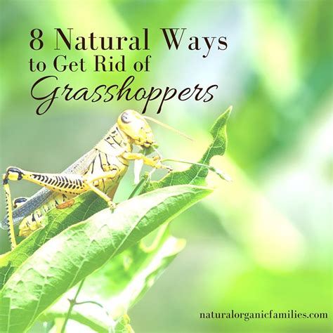 8 Natural Ways To Get Rid Of Grasshoppers In Your Garden And Around