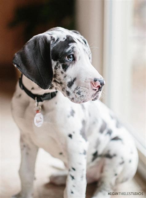 Buy Great Dane Puppies For Sale Dav Pet Lovers