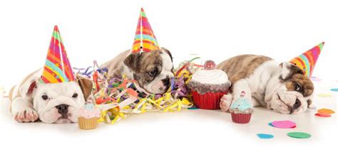 Plan The Perfect Birthday For Your Dog Bow Wow Meow
