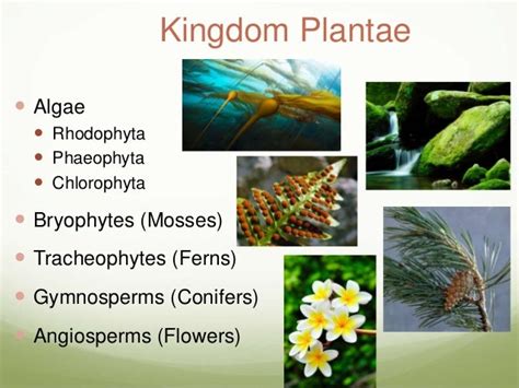 Kingdom Plantae Introduction