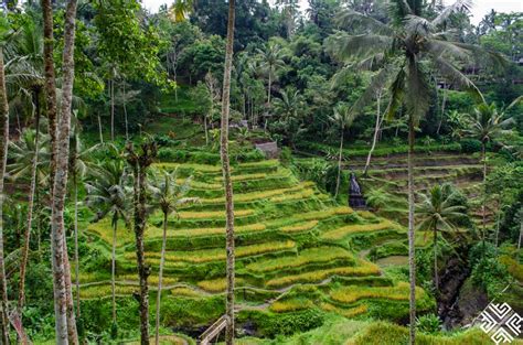 A Guide To Visiting Tegalalang Rice Terrace In Bali Passion For Hospitality