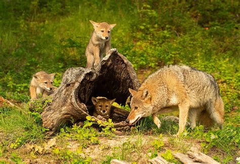 Be Cautious As Coyote Mating Season Begins In Mississauga City Of