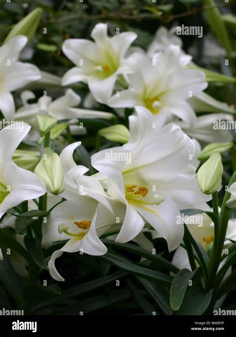 Easter Lilies A Symbol Of Spring And The Easter Season For Christians