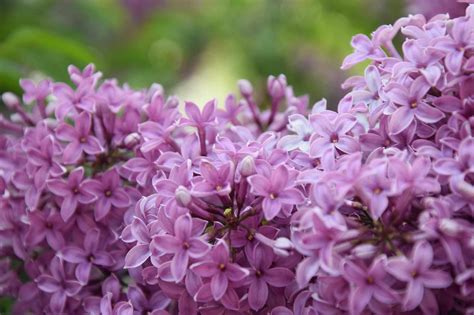 25 Recommended Flowering Bushes for Your Landscape | Flowering bushes, Flowering shrubs, Flowers