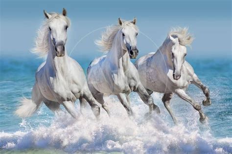 Three White Horse Run Gallop In Waves In The Ocean Photographic Print
