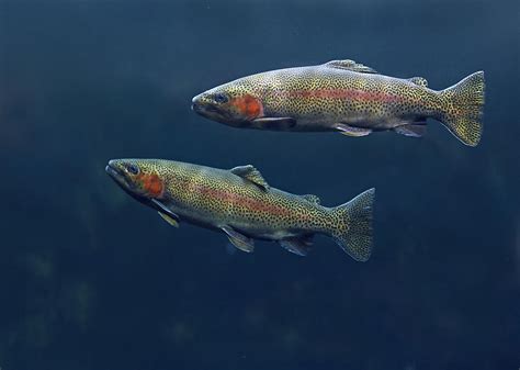 Rainbow Trout Pair Swimming Photograph By Tim Fitzharris Pixels