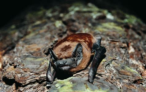 Borowce są nietoperzami typowo leśnymi, które pierwotnie zasiedlały dziuplaste drzewa w w parku narodowym „bory tucholskie borowce stwierdzane były w czasie odłowów, odnaleziono również. Nocny Łowca: maja 2013