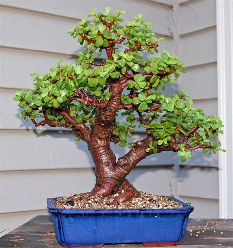 Download Dwarf Jade Bonsai Care Full Hobby Plan