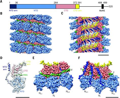 Near Atomic Cryo EM Structure Of The Helical Measles Virus Nucleocapsid