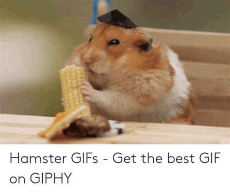 Hamster Facetime Meme 