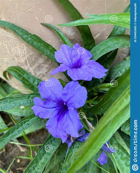 Purple Ruellia Simplex Flower Or Mexican Petunia Flower In Egypt Close
