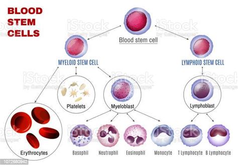 Blood Stem Cells Stock Illustration Download Image Now White Blood