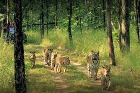 Pench National Park One Day Tour From Nagpur Pench Tour From Nagpur