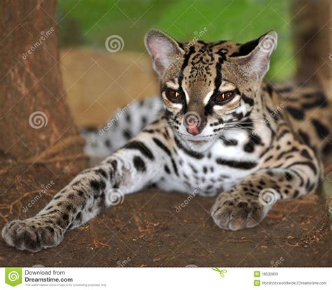 Margay Cat Or Caucel Feline Reserve Nicaragua Stock