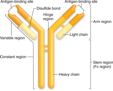 The Immune System And Lymphoid Organs Basicmedical Key