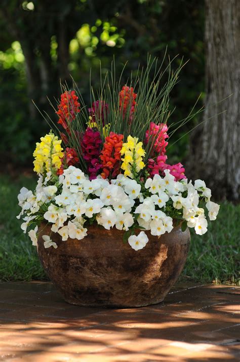 Snapdragon Pictures Container Flowers Container Gardening Tomato Garden