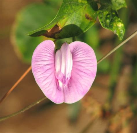 Pin On Sex In Nature Vagina Flowers