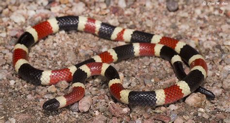 Sonoran Coralsnake Micruroides Euryxanthus Wild Snakes Education