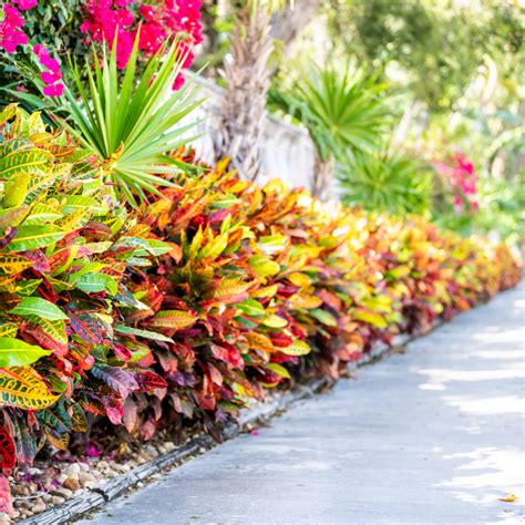 These Are The Best Shrubs To Grow In Florida Lawn Master