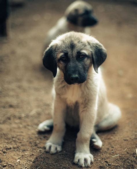 15 Amazing Facts About Anatolian Shepherd Dogs You Probably Never Knew
