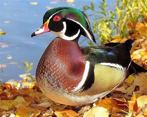 Male Wood Duck In Breeding Colors In Colorado Usa By Deanna Gubler