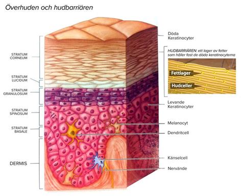 Skin Barrier And Epidermis The Skin Barrier Consists Of Several Layers
