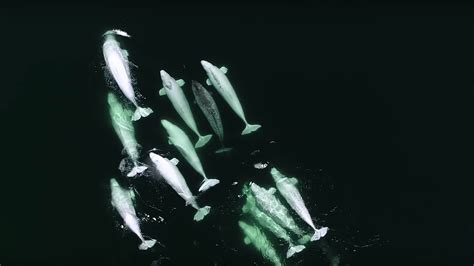 Very Polite Canadian Belugas Have Made Friends With A Lone Narwhal