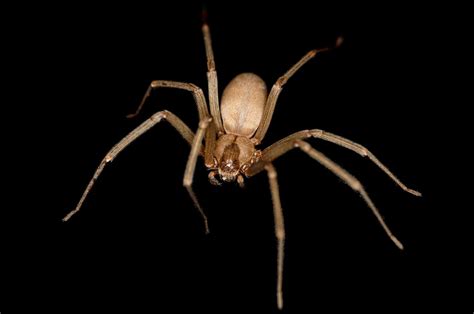 Poisonous Flesh Eating Spider Bite Sees Briton Almost Lose Leg The