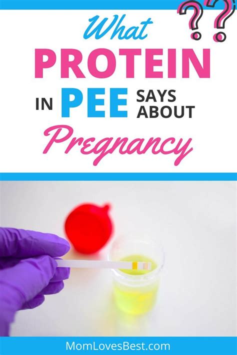 Milenium Home Tips: Protein In Urine During Pregnancy