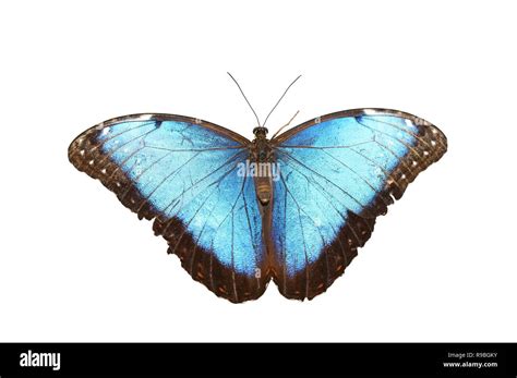 Blue Morpho Butterfly Morpho Peleides Isolated On White Background