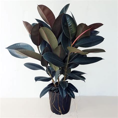 Rubber Plant Ficus Elastica Burgundy 300 Mm The Jungle Collective